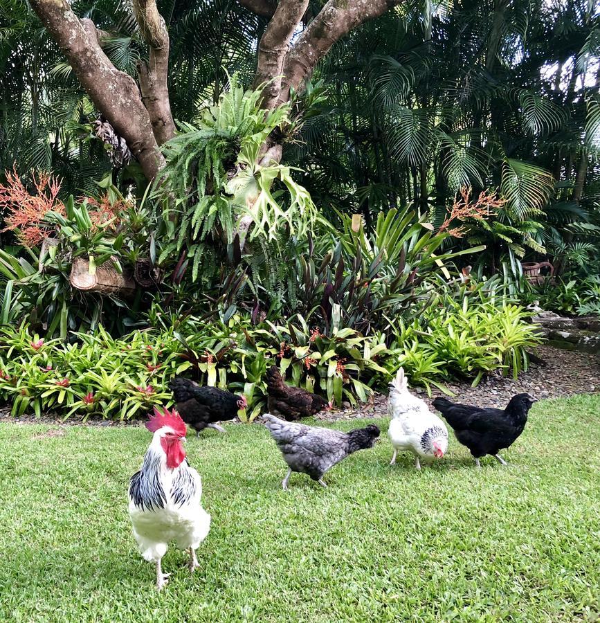 Eden Rest Bed & Breakfast Cooroy Ngoại thất bức ảnh